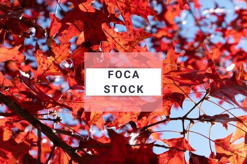 FOCA Stock image example